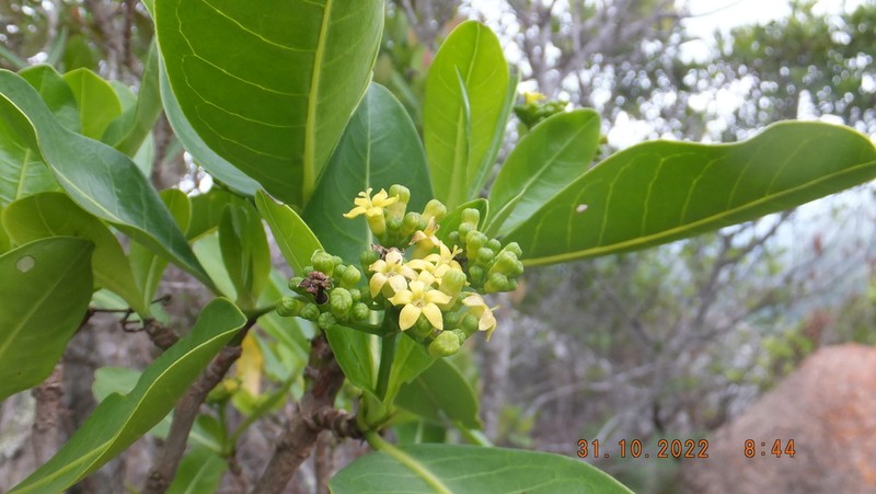 Psychotria suber photo 7