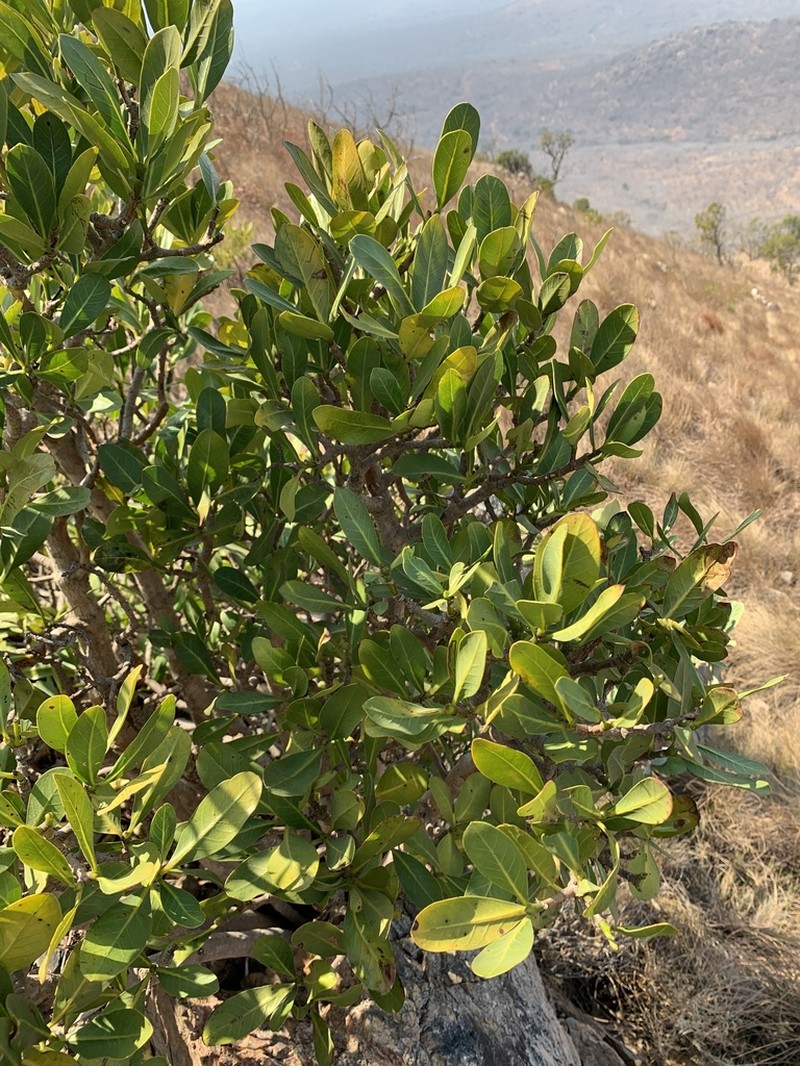Psychotria suber photo 8