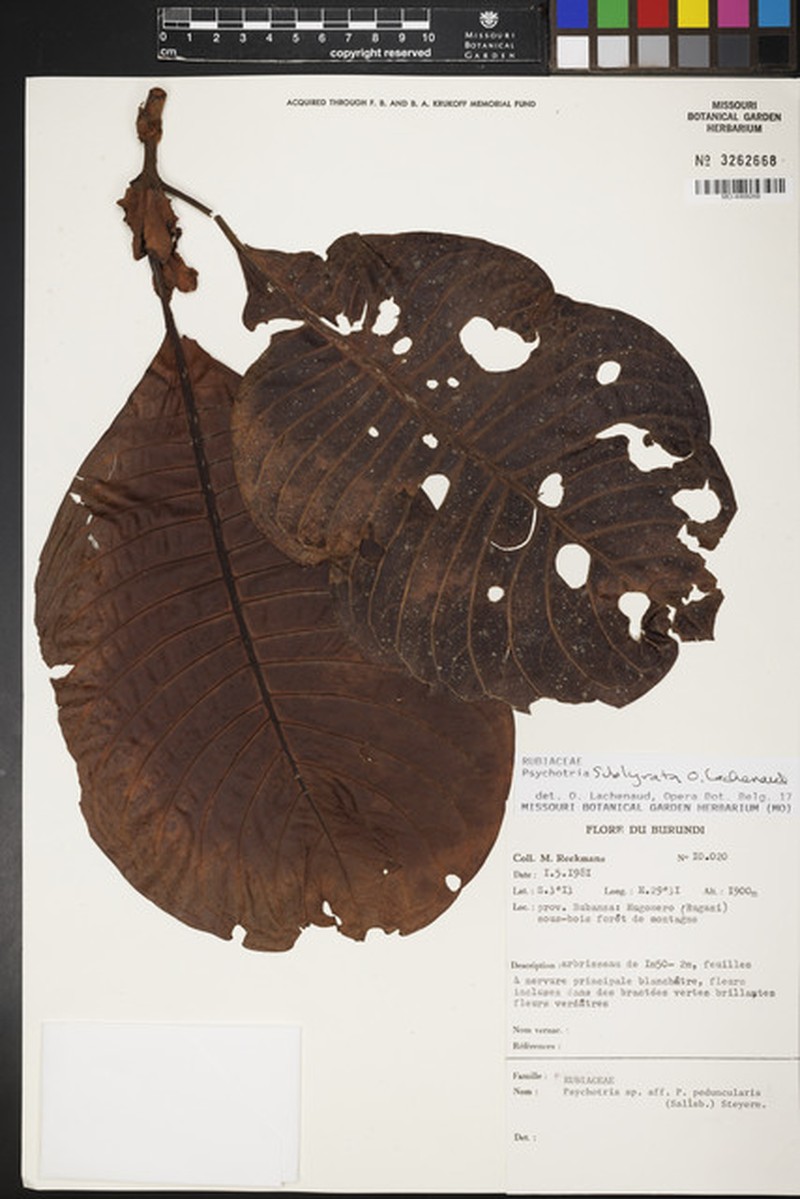 Psychotria sublyrata photo 3