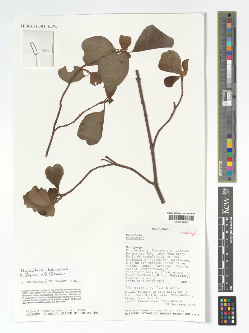 Psychotria sylvieana photo 2