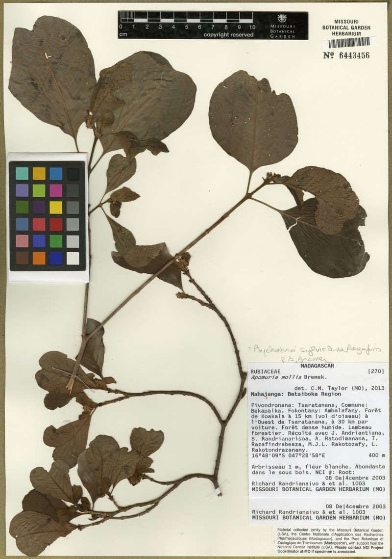 Psychotria sylvieana photo 3