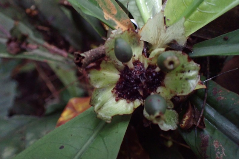 Psychotria synactica