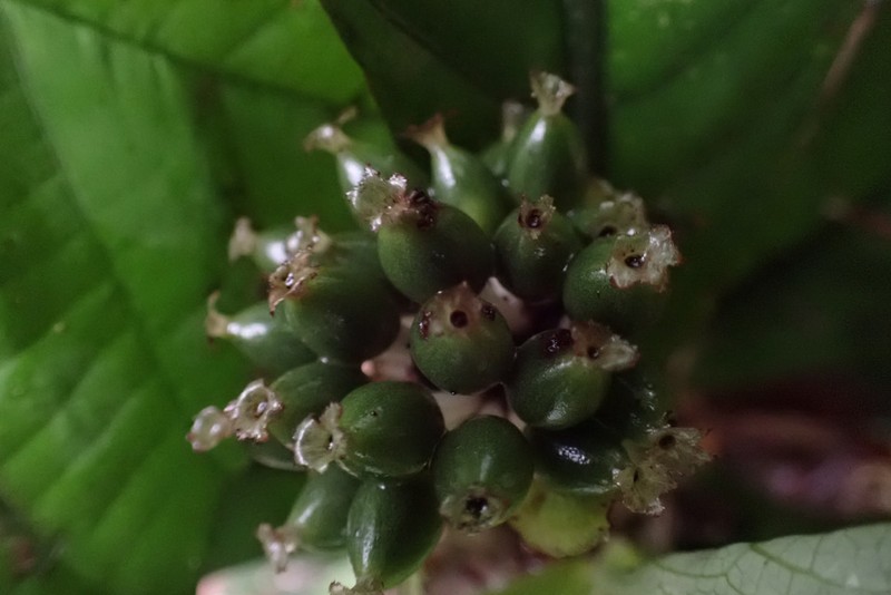 Psychotria synactica photo 2