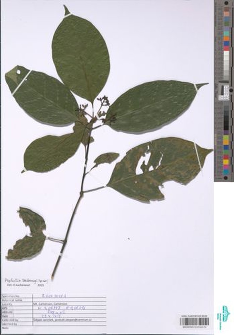 Psychotria taedoumgii