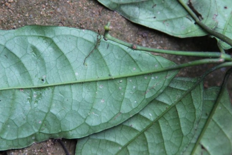 Psychotria taedoumgii photo 2