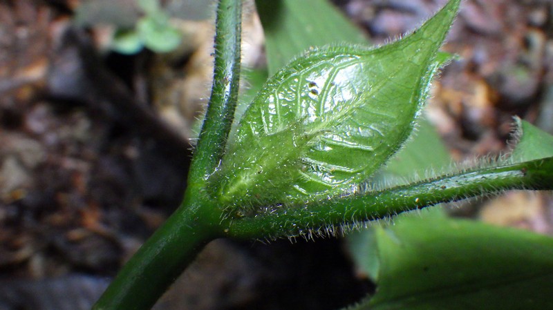 Psychotria tchoutoi