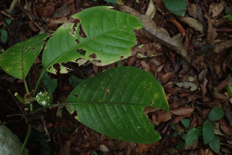 Psychotria tchoutoi photo 2