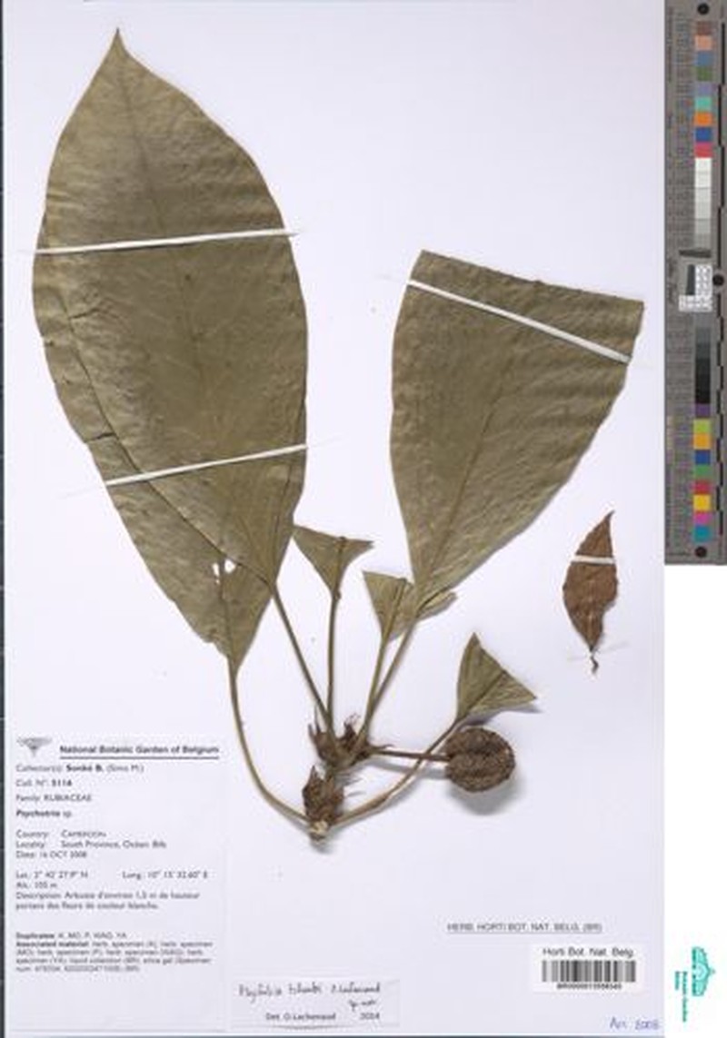 Psychotria tchoutoi photo 3