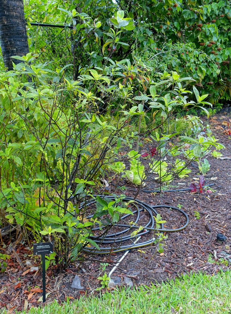 Shortleaf Wild Coffee