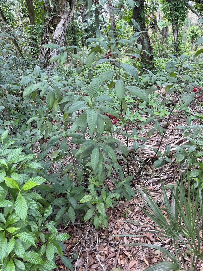 Shortleaf Wild Coffee photo 3