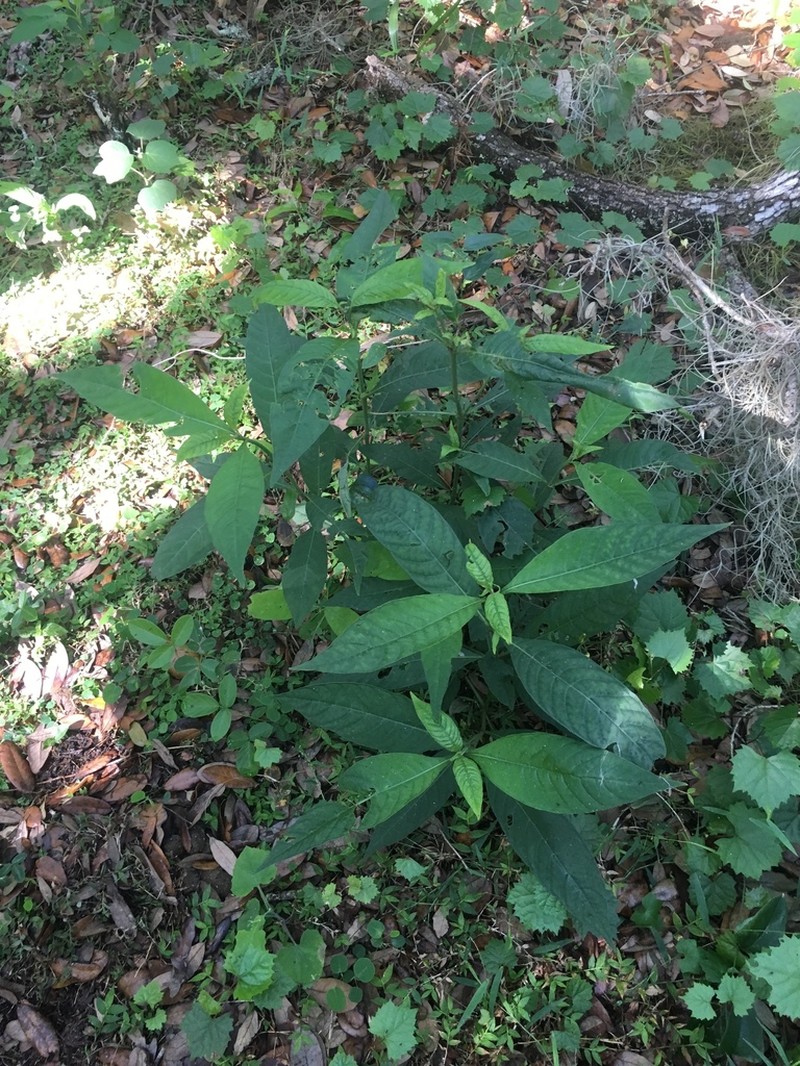 Shortleaf Wild Coffee photo 4