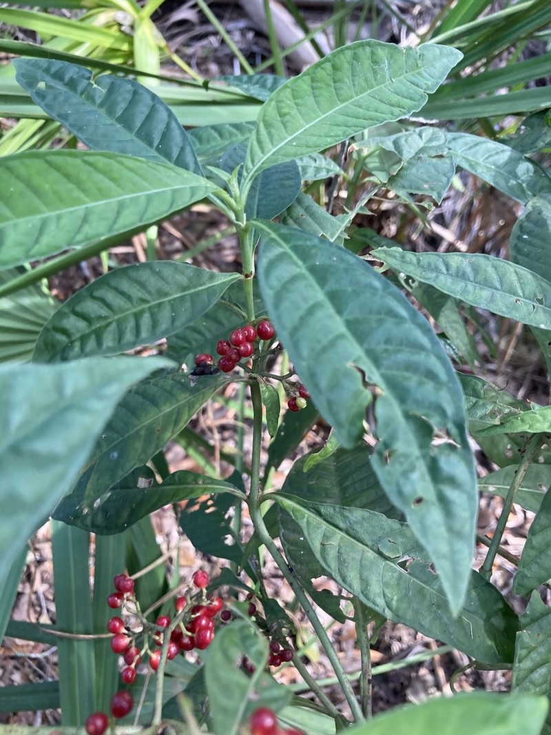 Shortleaf Wild Coffee photo 5