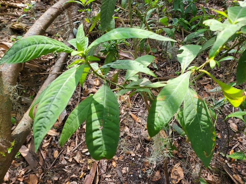 Shortleaf Wild Coffee photo 6