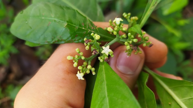 Shortleaf Wild Coffee photo 7