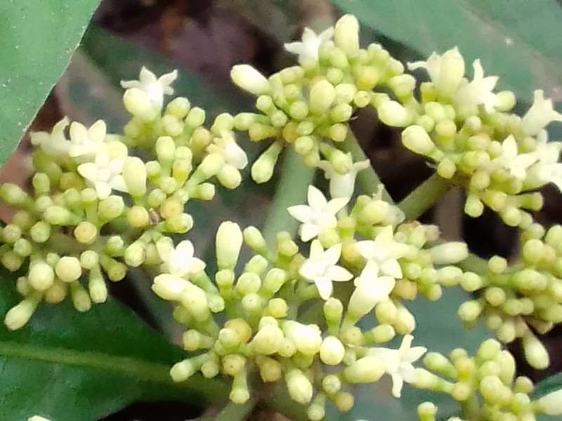 Shortleaf Wild Coffee photo 8