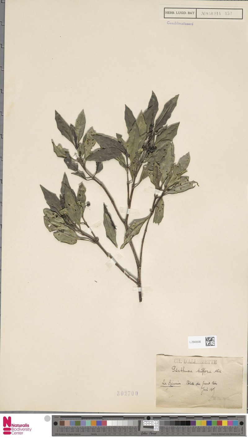 Psychotria terniflora