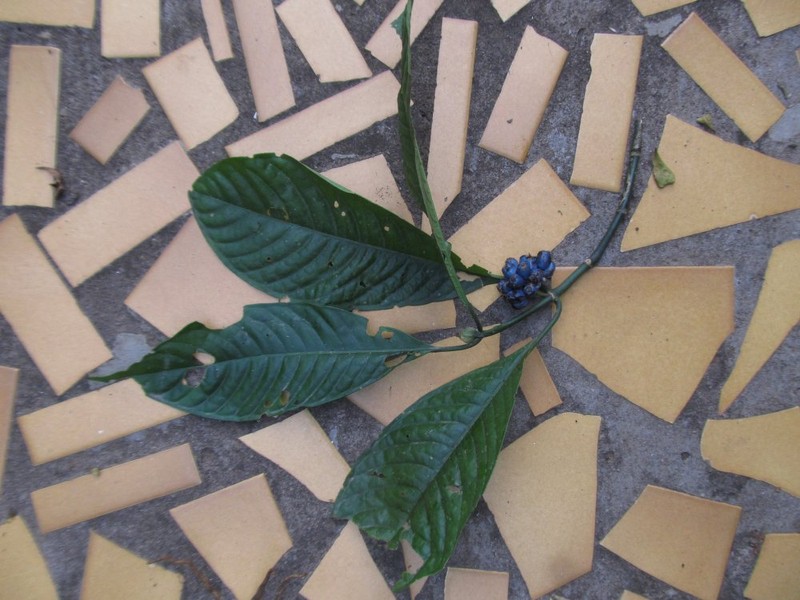 Psychotria thonneri