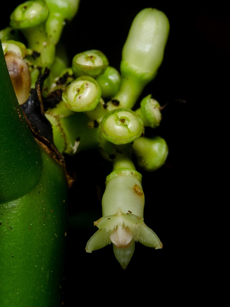 Psychotria titanophylla