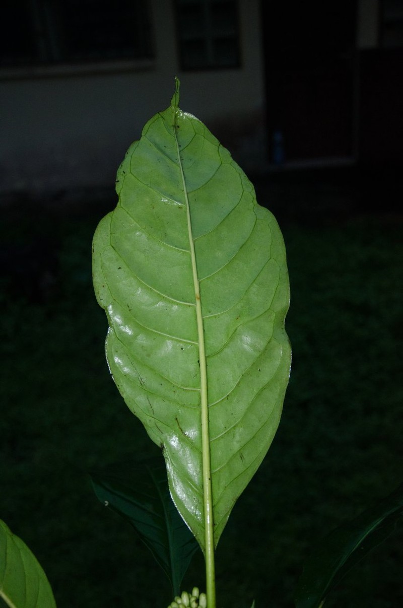 Psychotria titanophylla photo 2