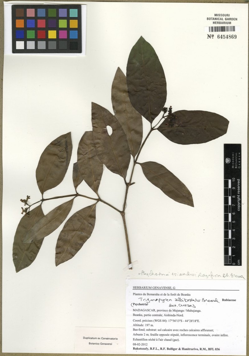 Psychotria tsiandroi