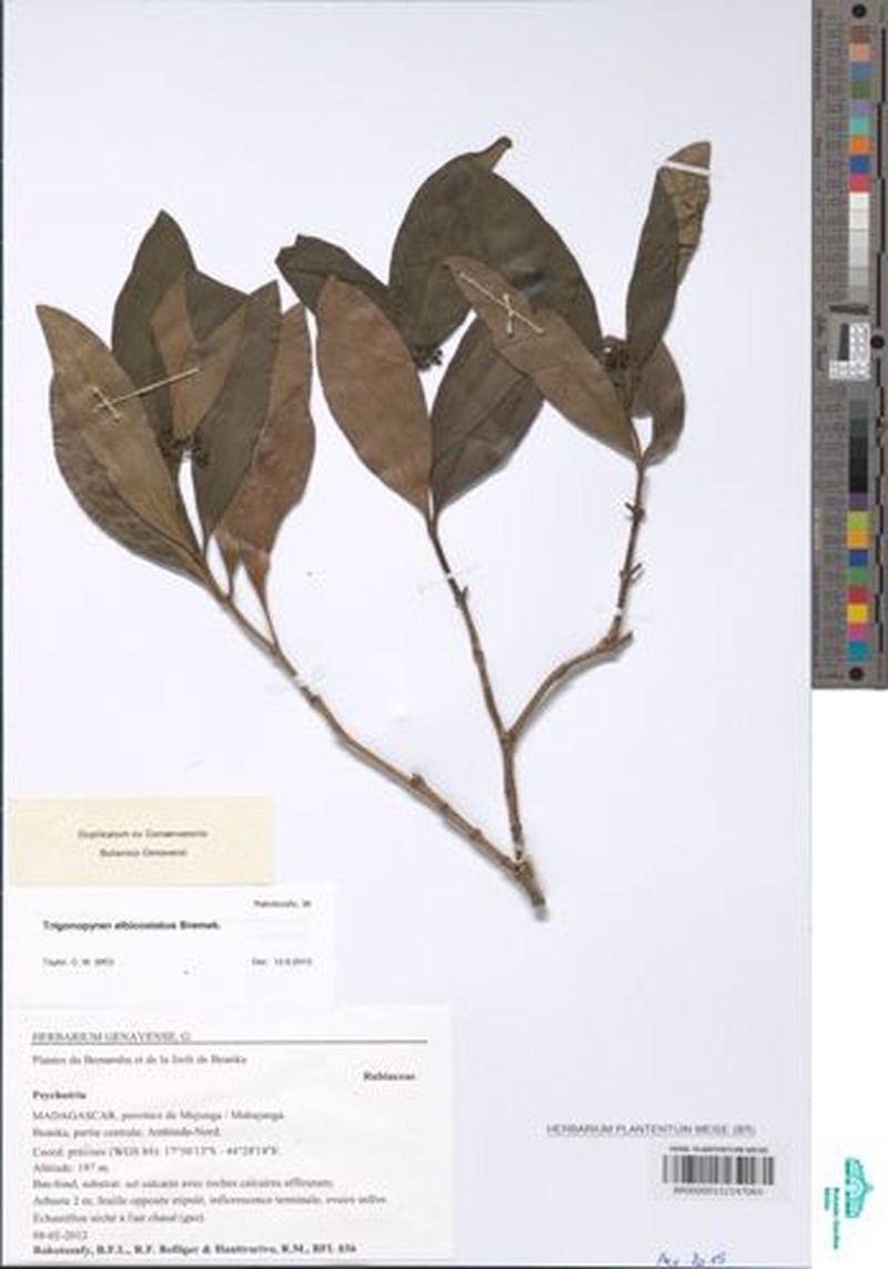 Psychotria tsiandroi photo 2