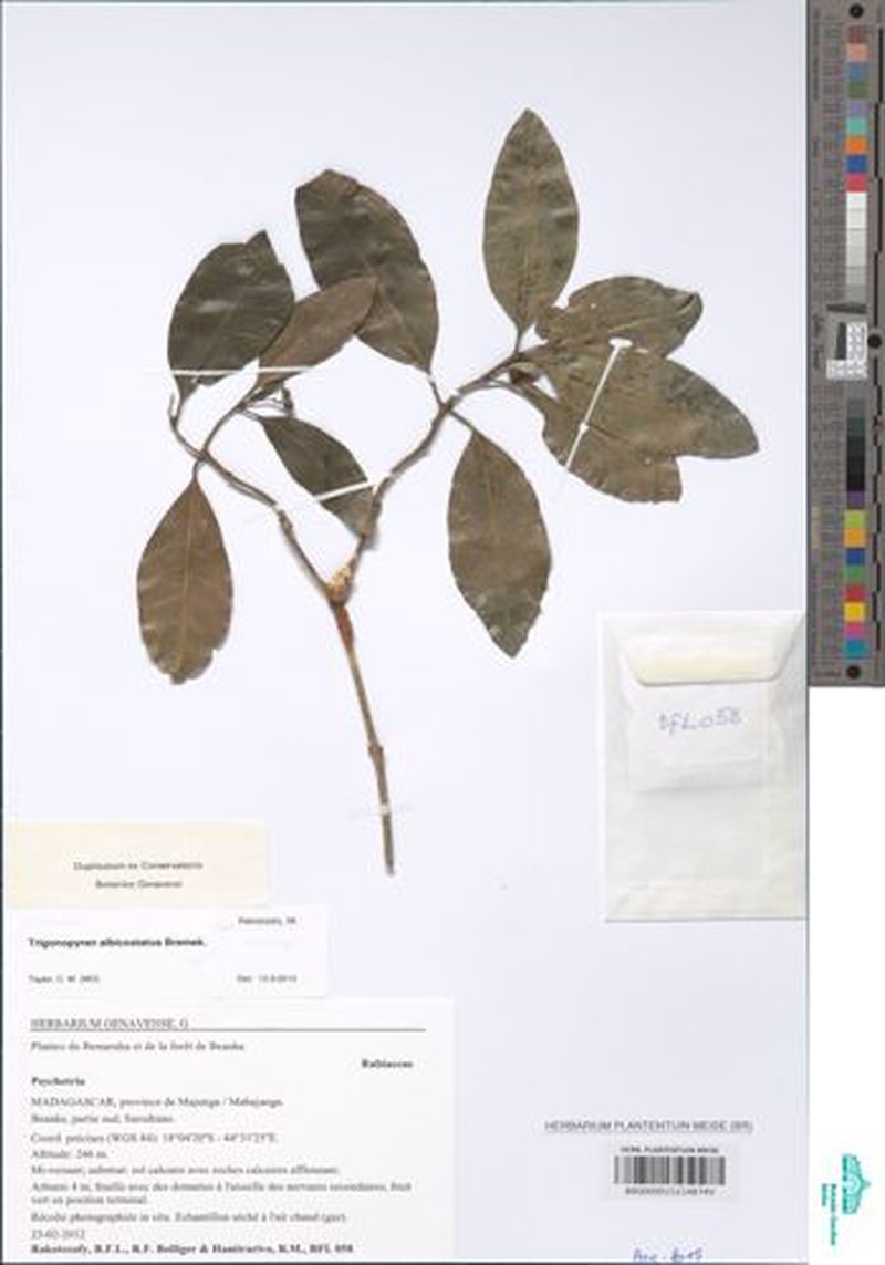 Psychotria tsiandroi photo 3