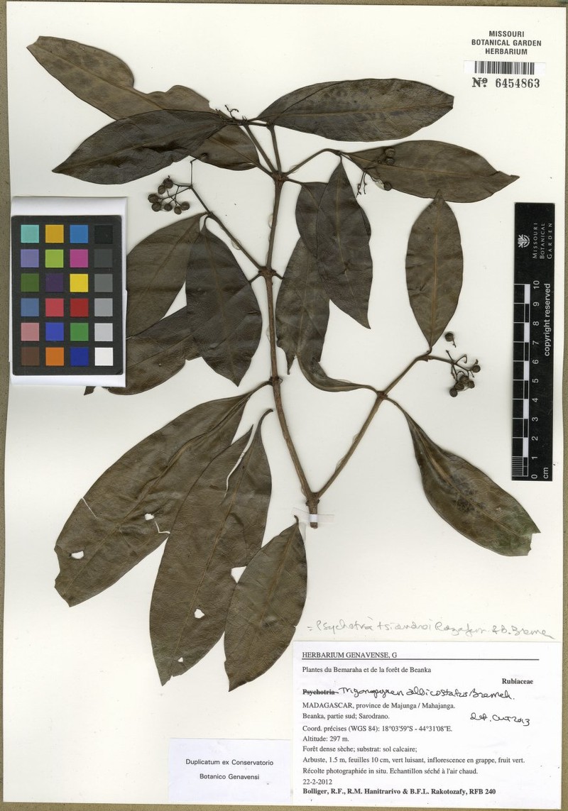 Psychotria tsiandroi photo 4