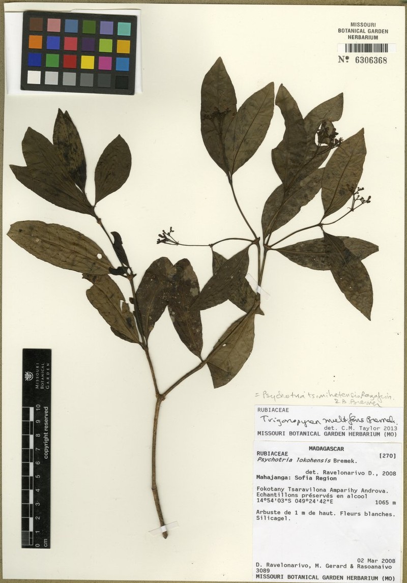 Psychotria tsimihetensis