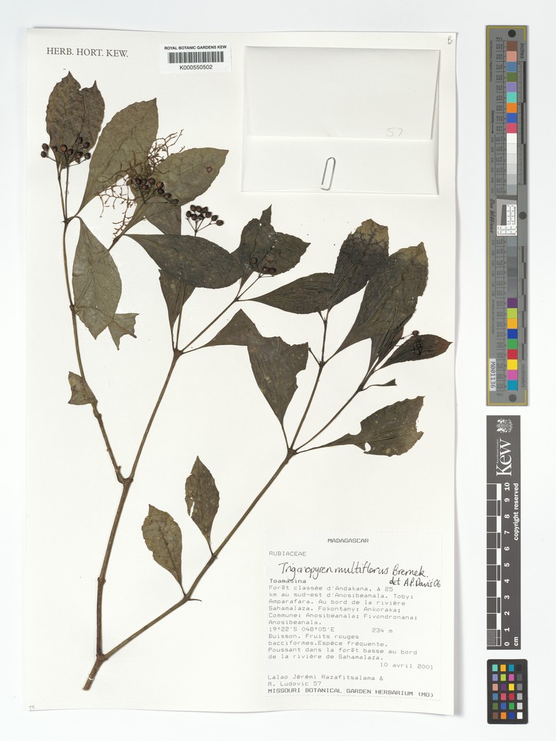 Psychotria tsimihetensis photo 2
