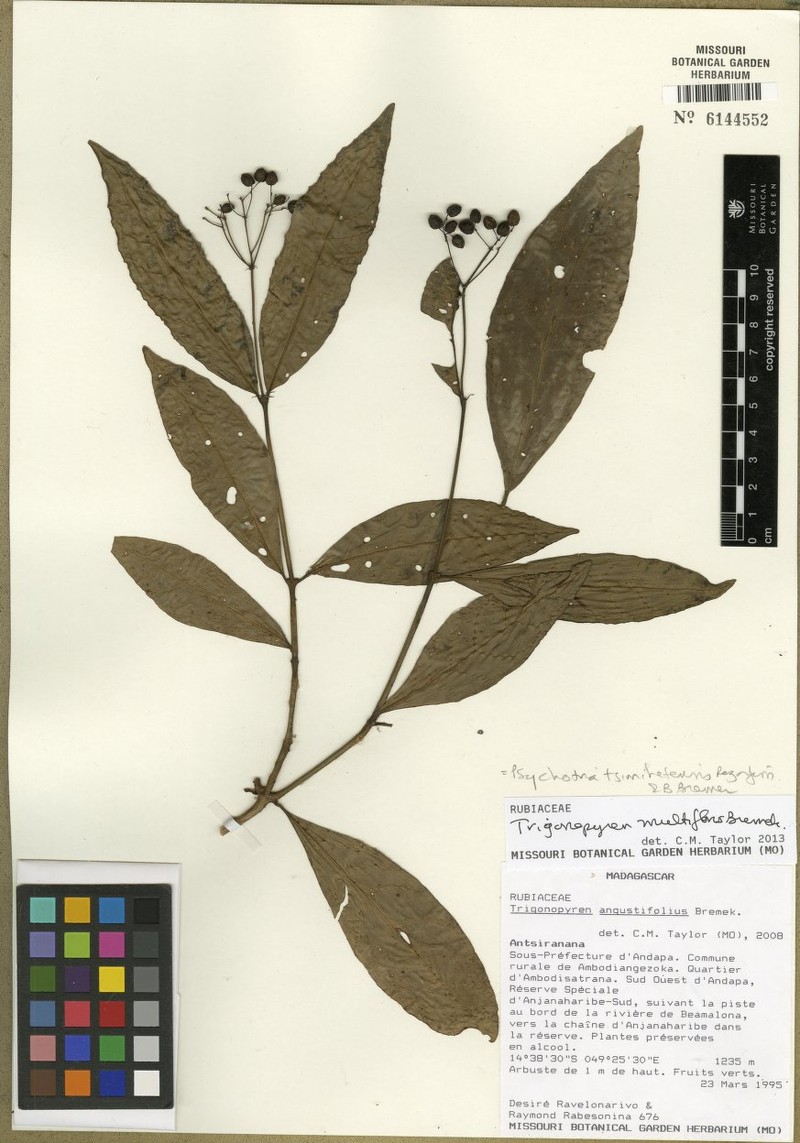 Psychotria tsimihetensis photo 3