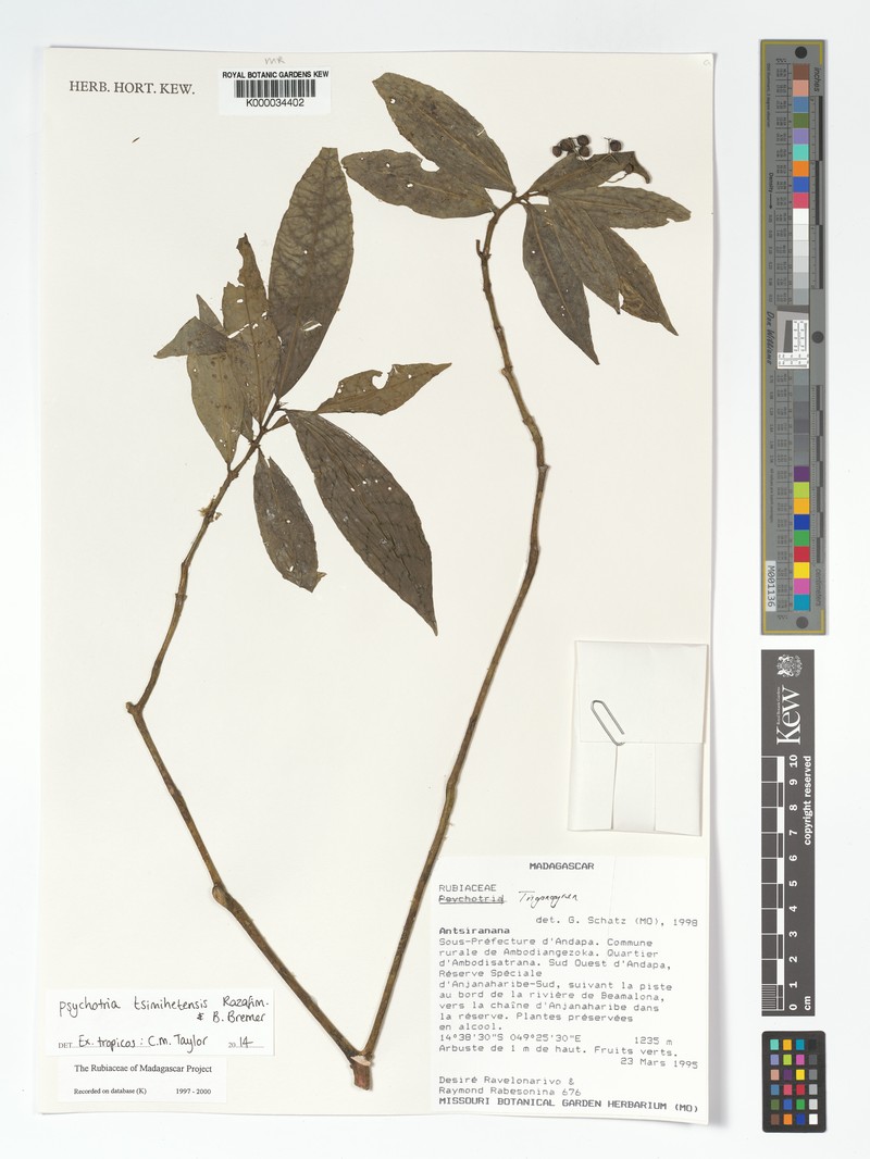 Psychotria tsimihetensis photo 4