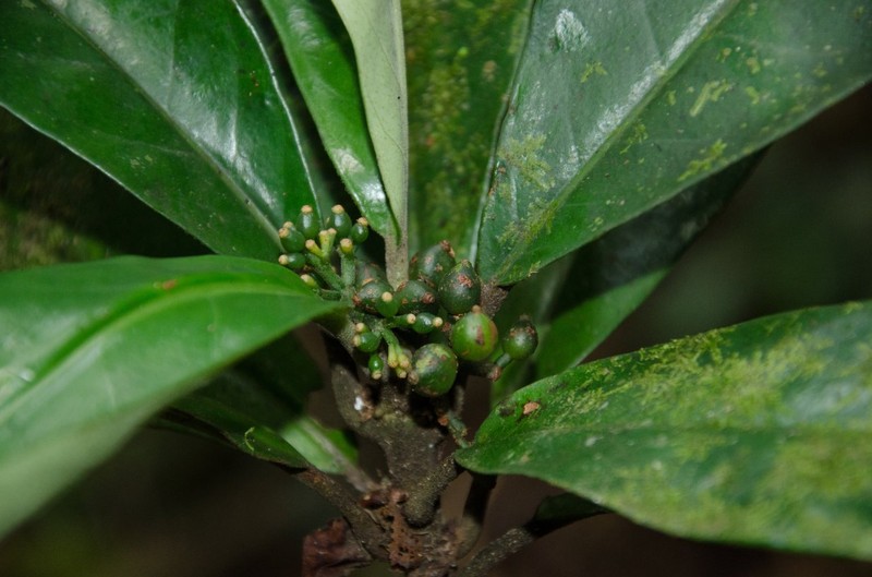 Psychotria uapacifolia