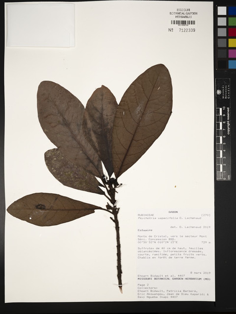 Psychotria uapacifolia photo 2