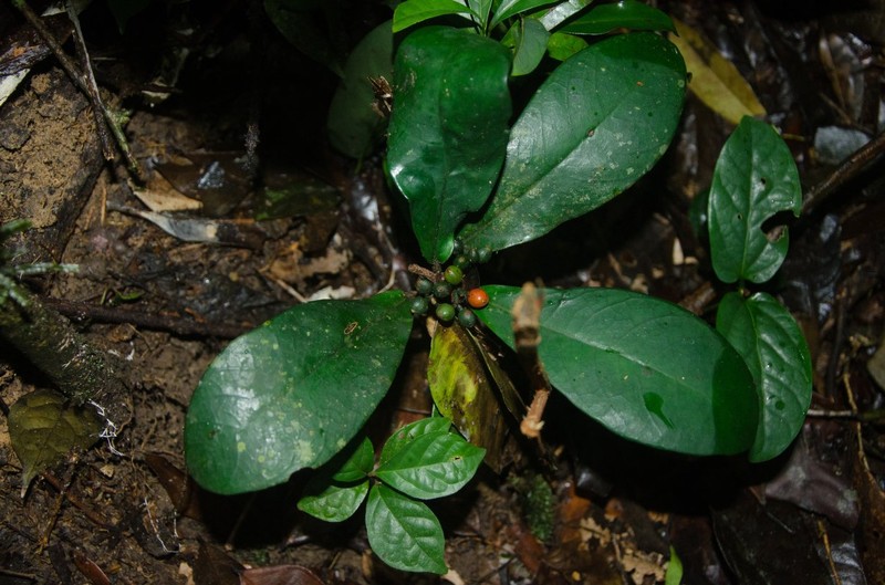 Psychotria uapacifolia photo 3