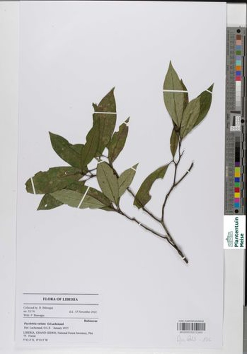 Psychotria varians photo 2