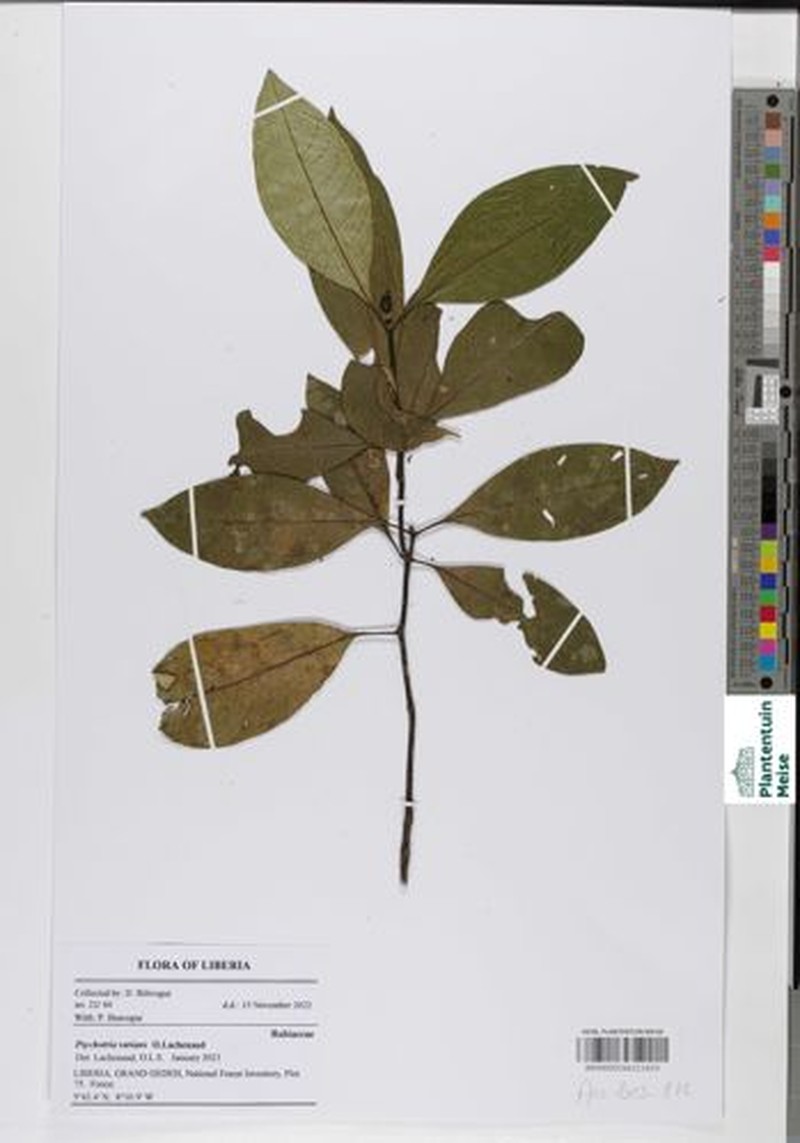 Psychotria varians photo 3