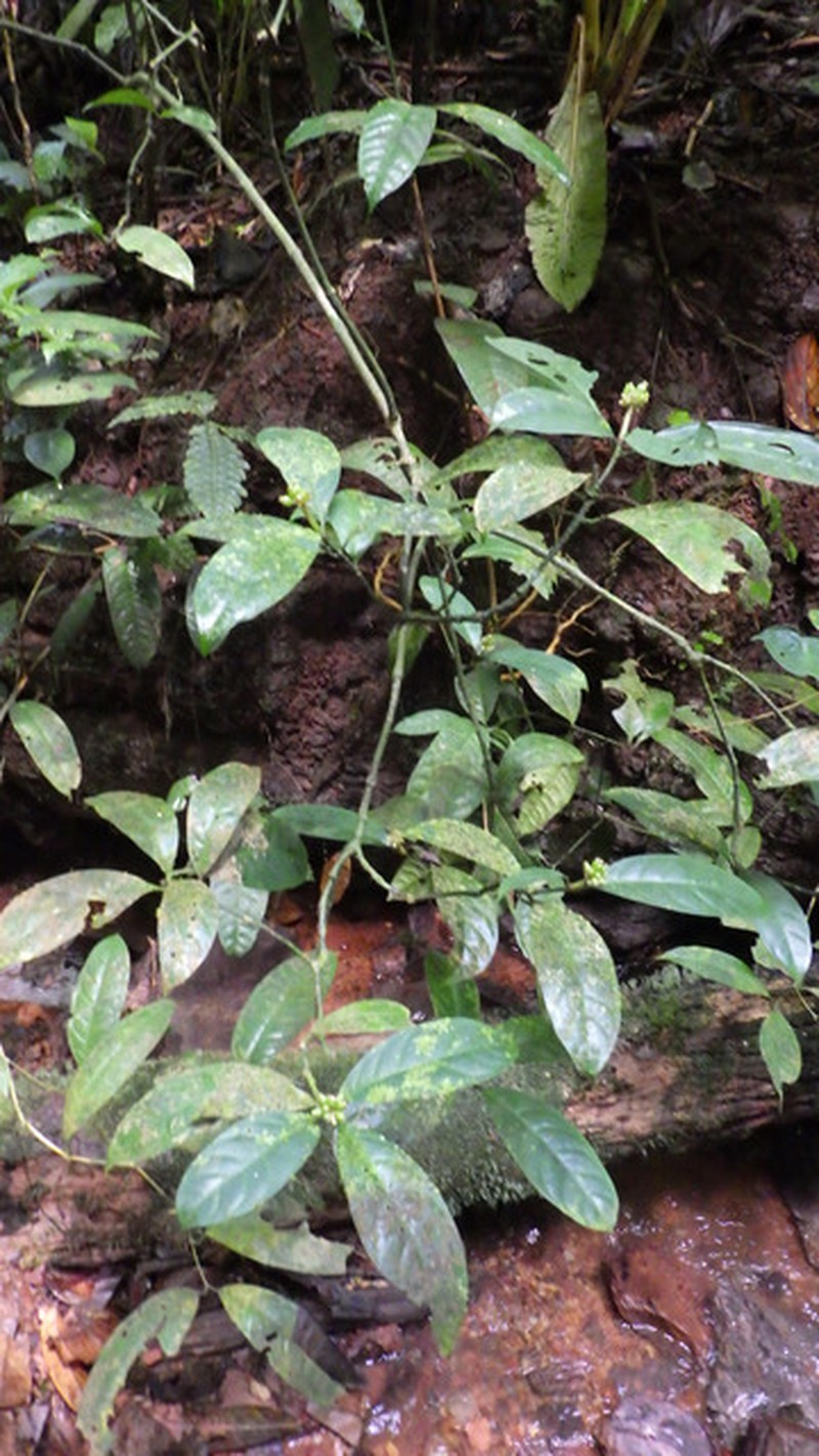 Psychotria varians photo 4