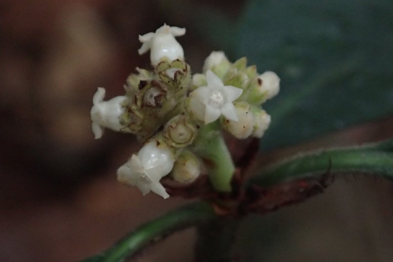 Psychotria villicarpa
