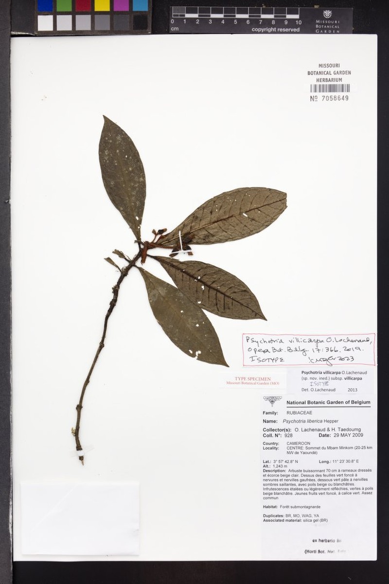 Psychotria villicarpa subsp. villicarpa photo 2
