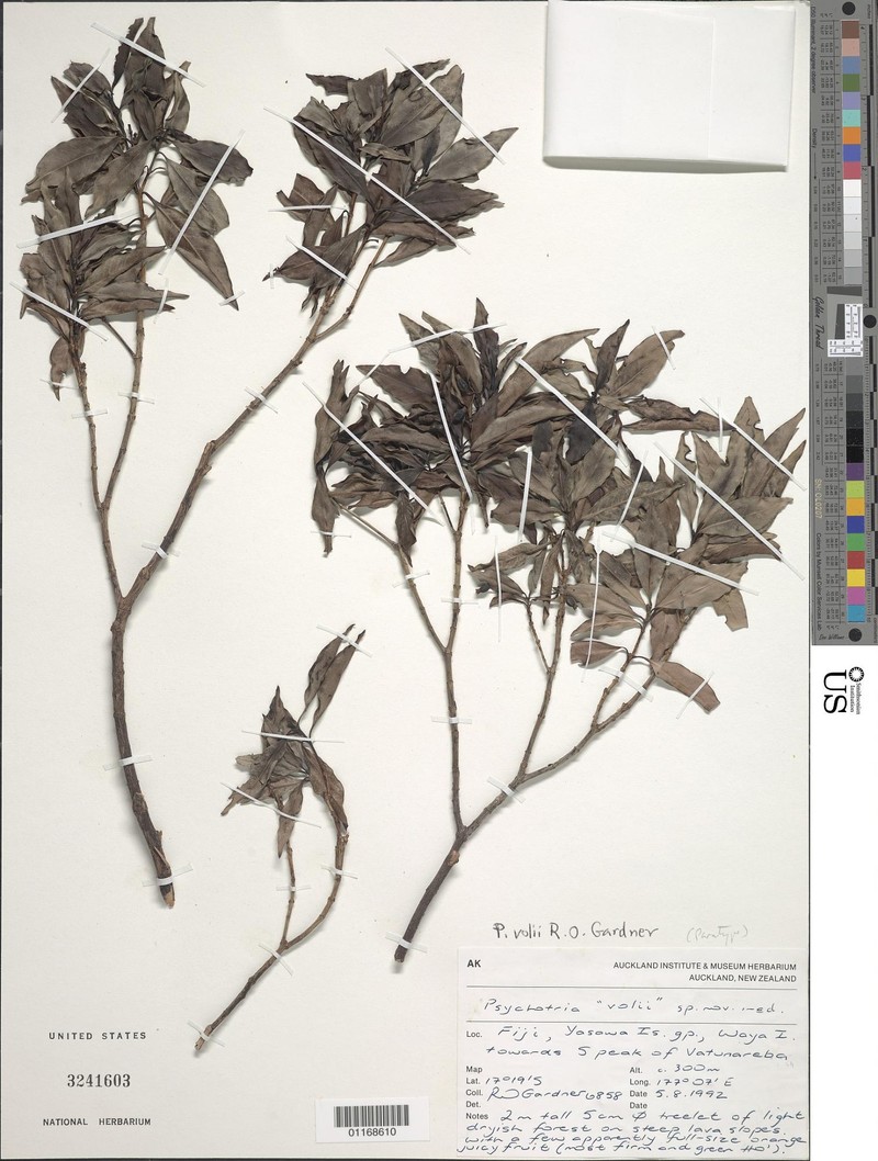 Psychotria volii photo 2