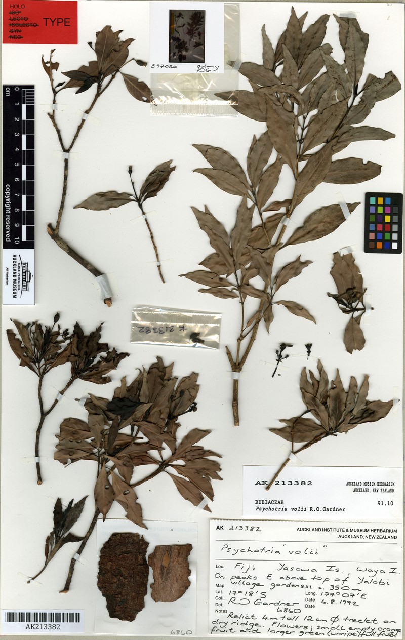 Psychotria volii