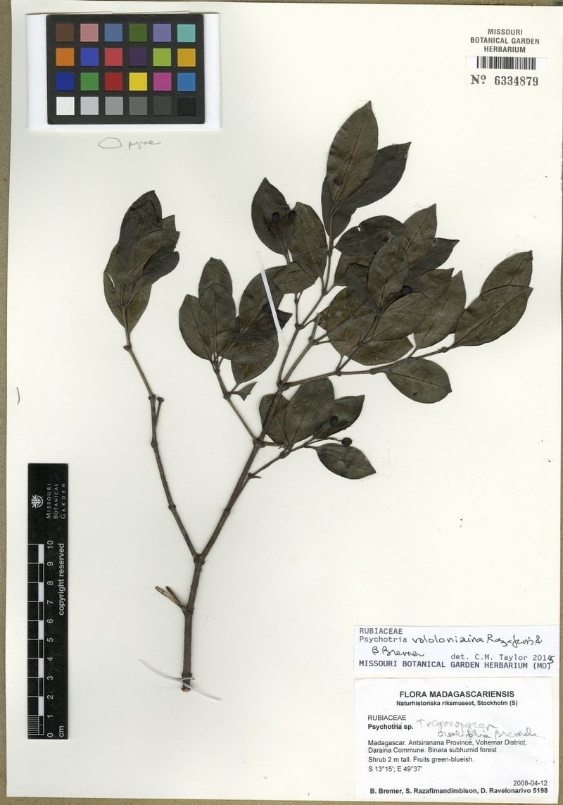 Psychotria vololoniaina