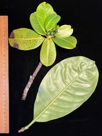 Leatherleaf Wild Coffee