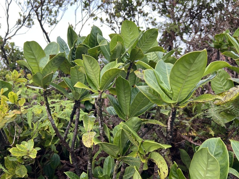 Leatherleaf Wild Coffee photo 3