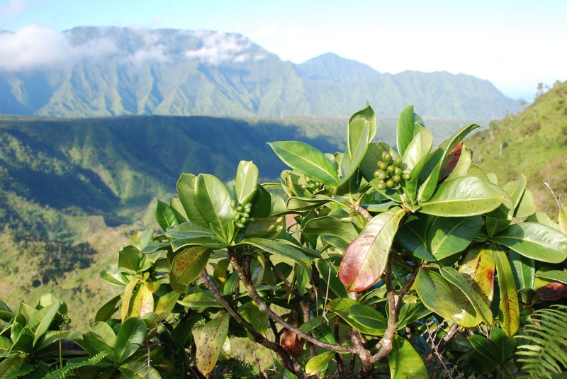 Leatherleaf Wild Coffee photo 4