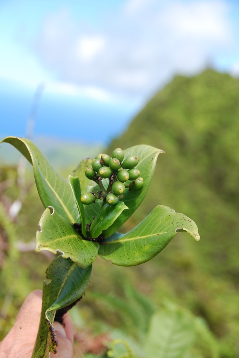 Leatherleaf Wild Coffee photo 5