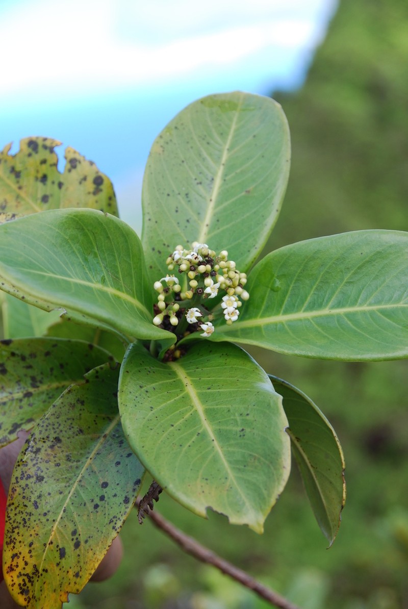 Leatherleaf Wild Coffee photo 6