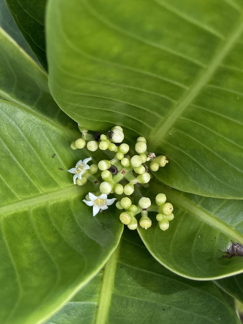 Leatherleaf Wild Coffee photo 7