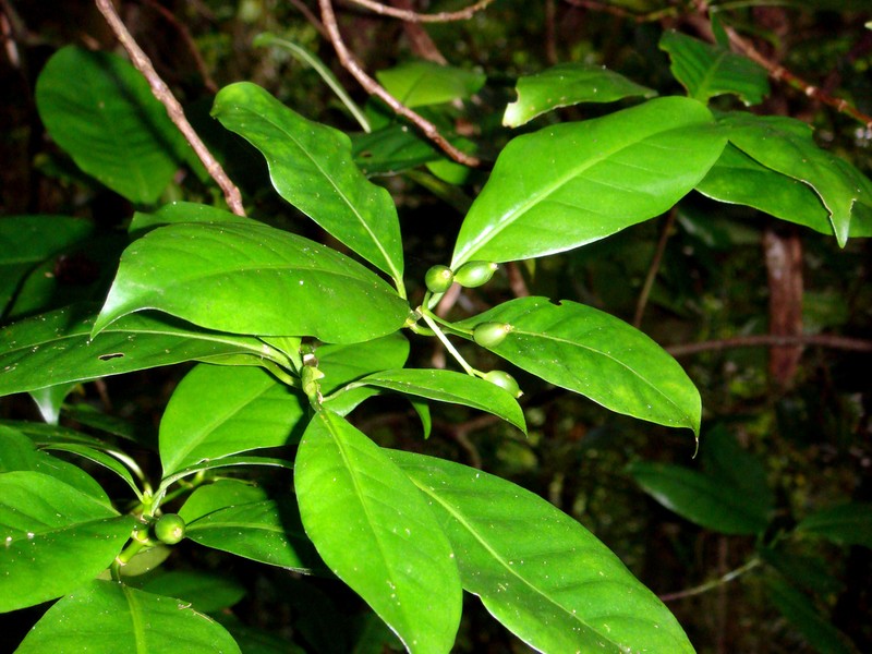 Psychotria whistleri photo 3