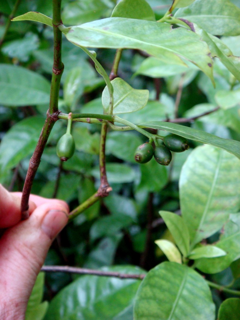Psychotria whistleri photo 7